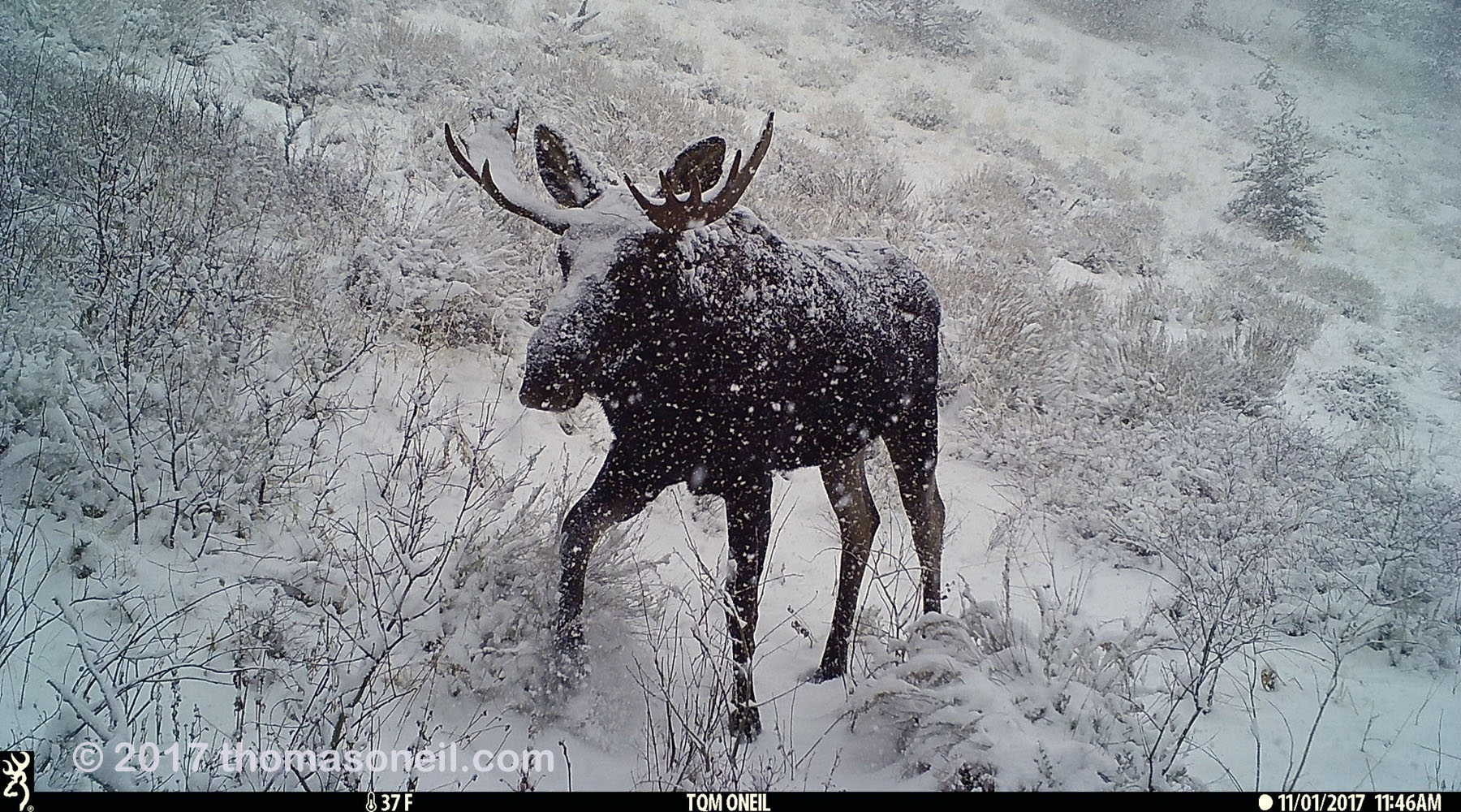 Moose in Montana on trailcam.  Click for next photo.