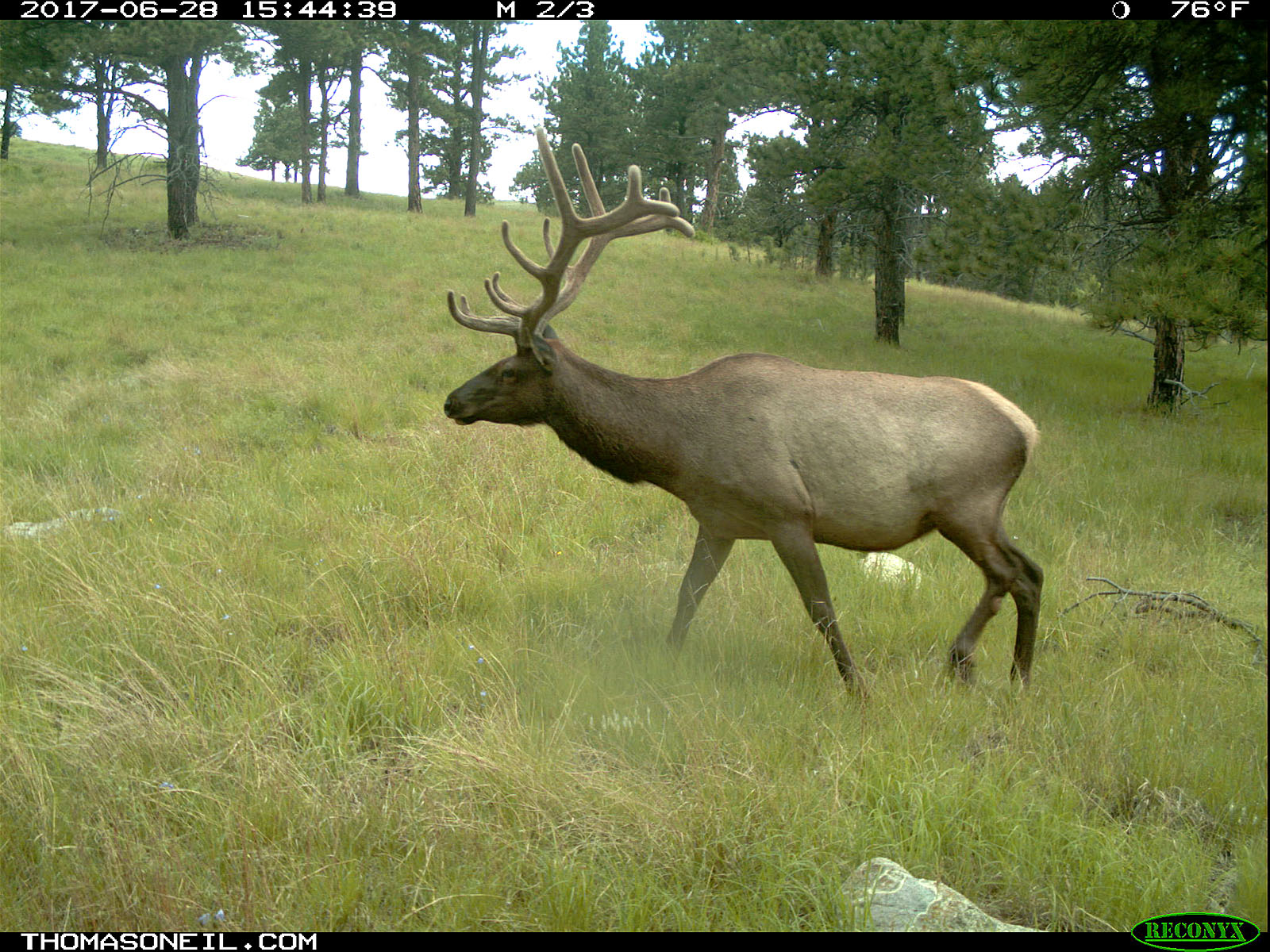 Elk.  Click for next photo.