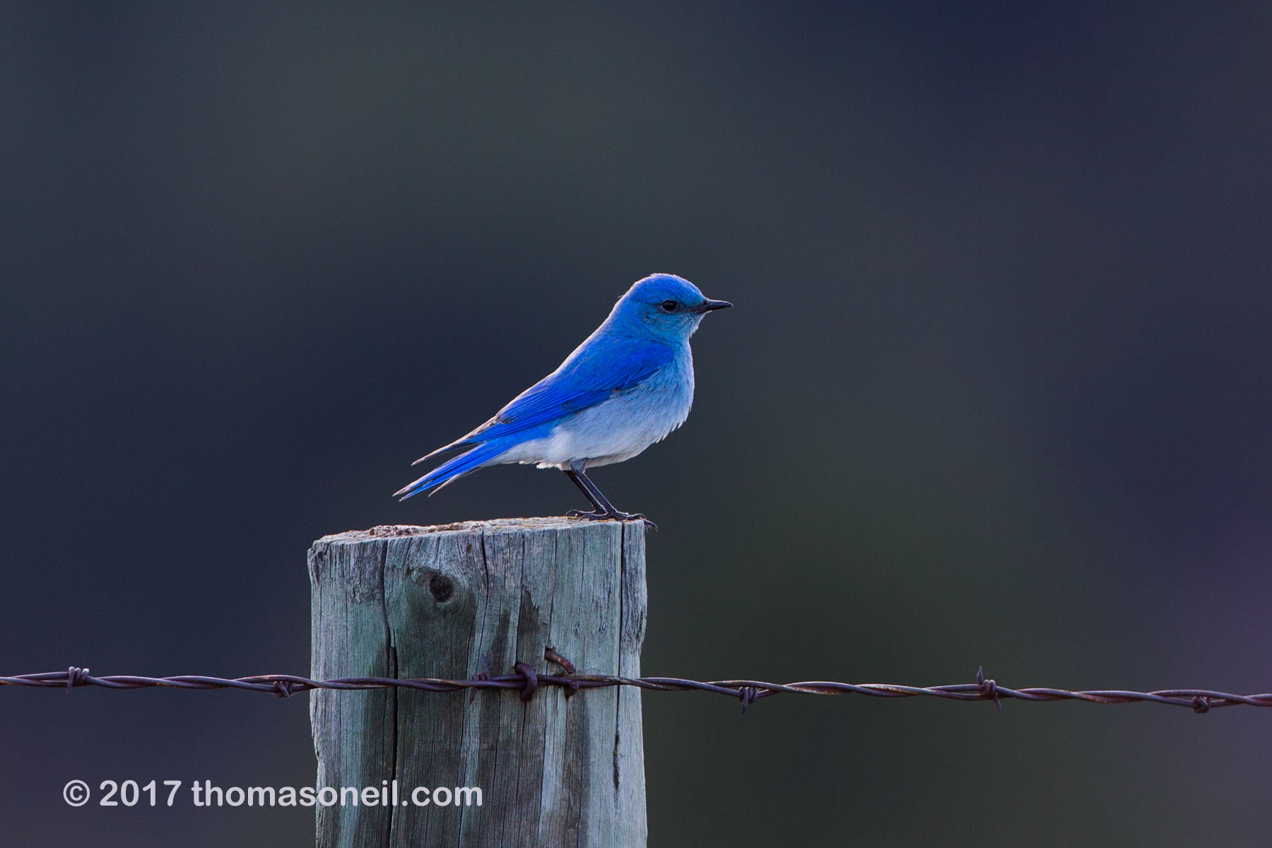 Mountain Bluebird in Custer State Park.  Click for next photo.