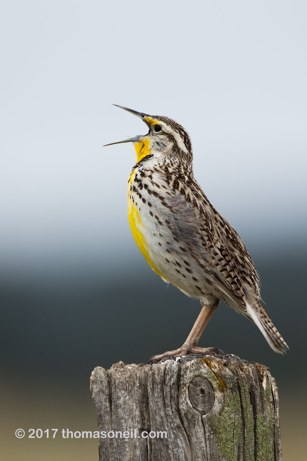 Meadowlark in Custer State Park.  Click for next photo.