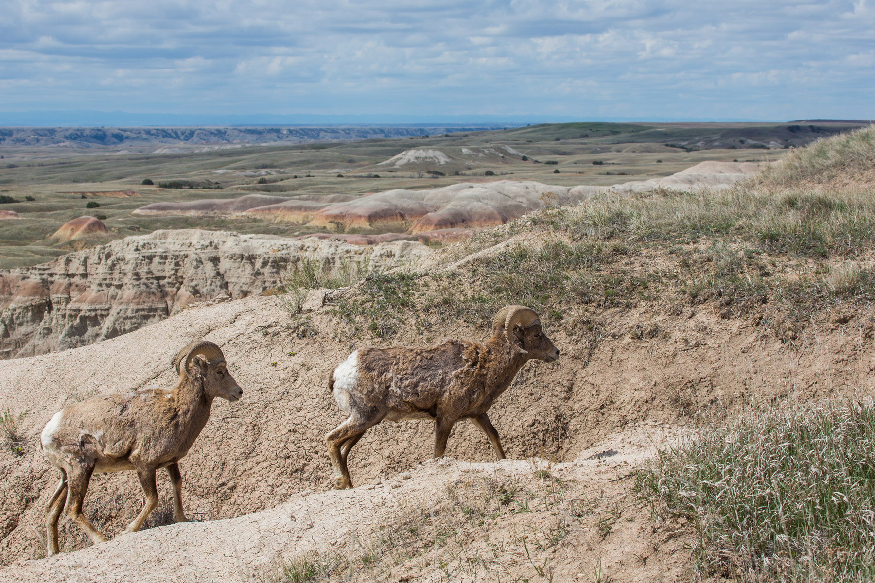 Bighorns, Badlands National Park.  Click for next photo.