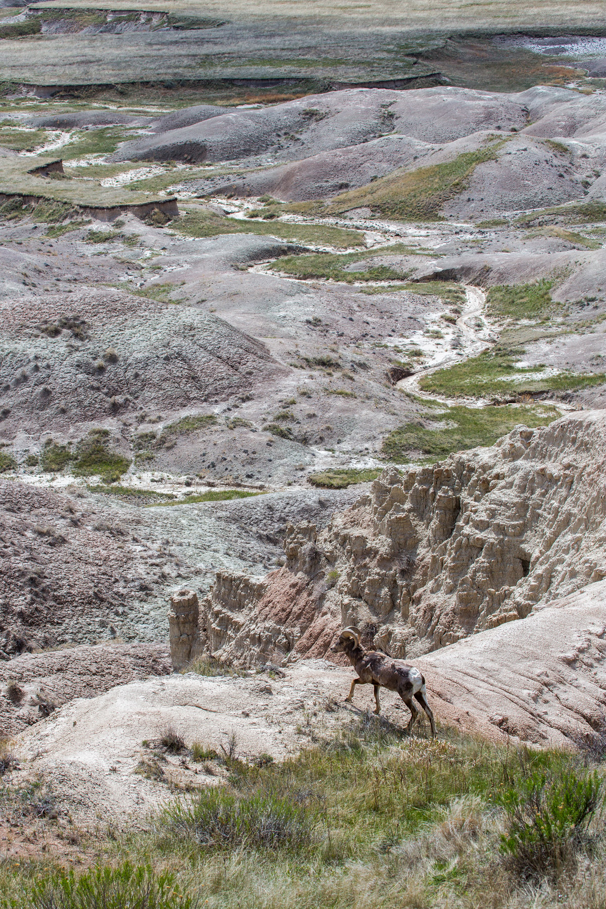 Bighorn, Badlands National Park.  Click for next photo.