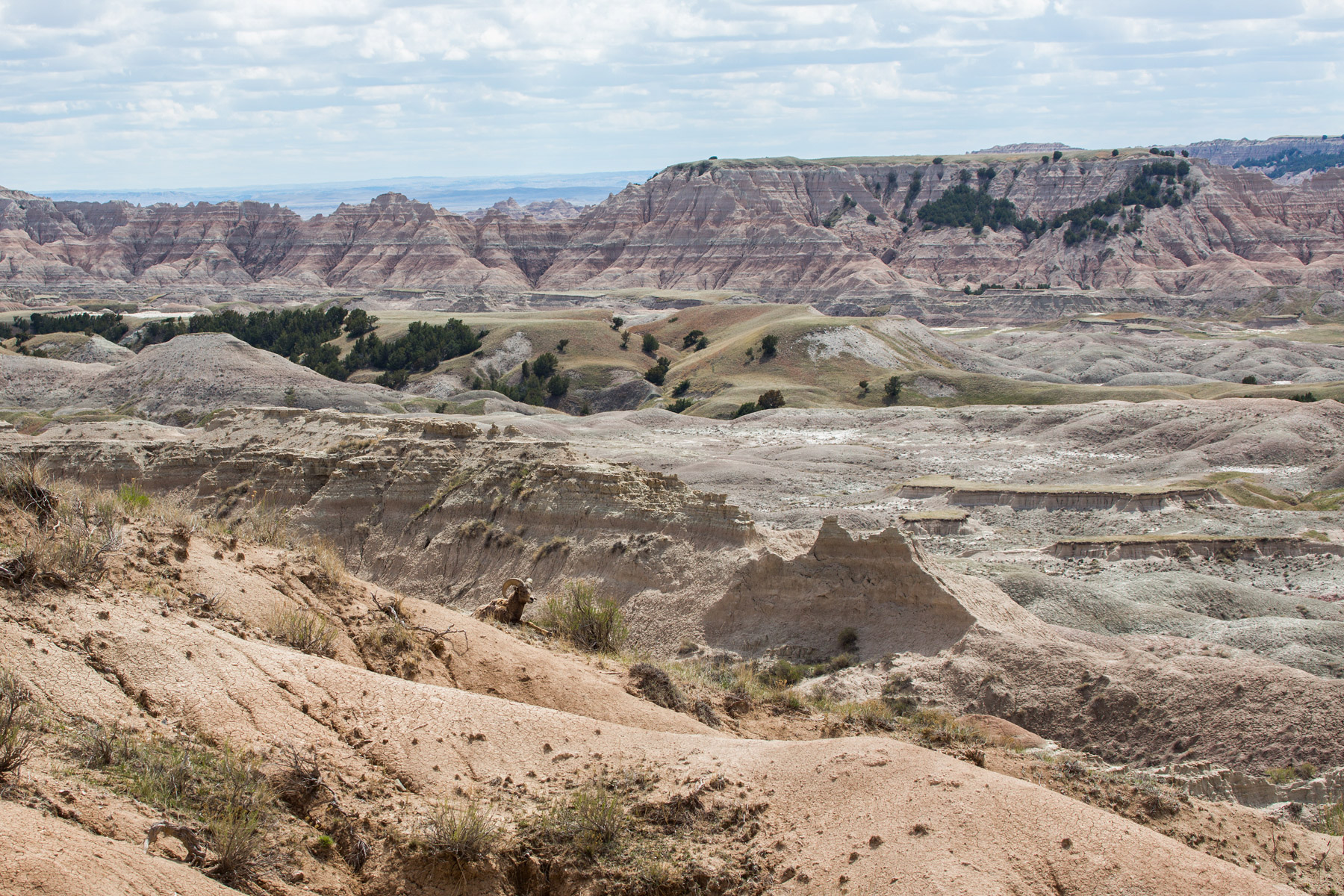 Bighorn, Badlands National Park.  Click for next photo.