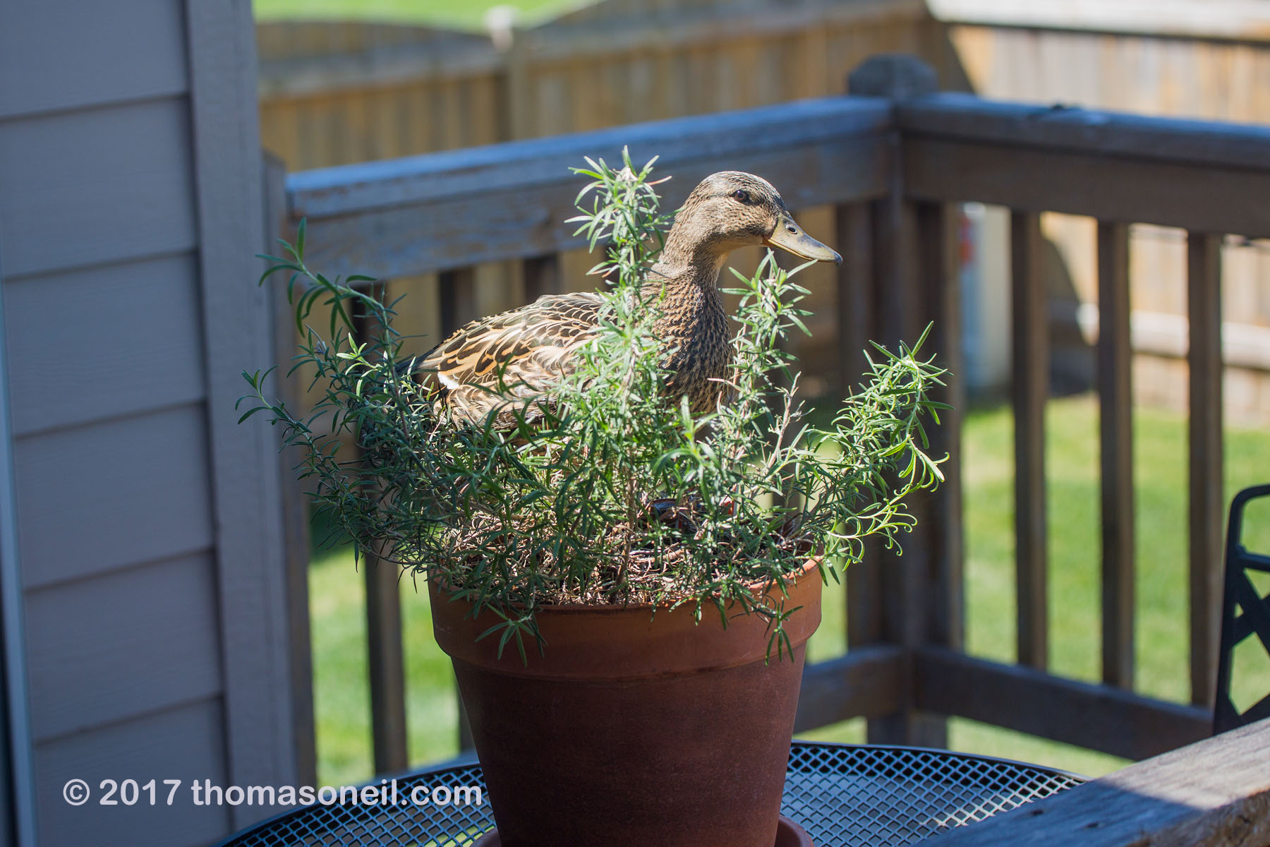 One of the weirder wildlife encounters Ive had.  This duck seemed to be considering building a nest in the rosemary plant on my deck.  Click for next photo.