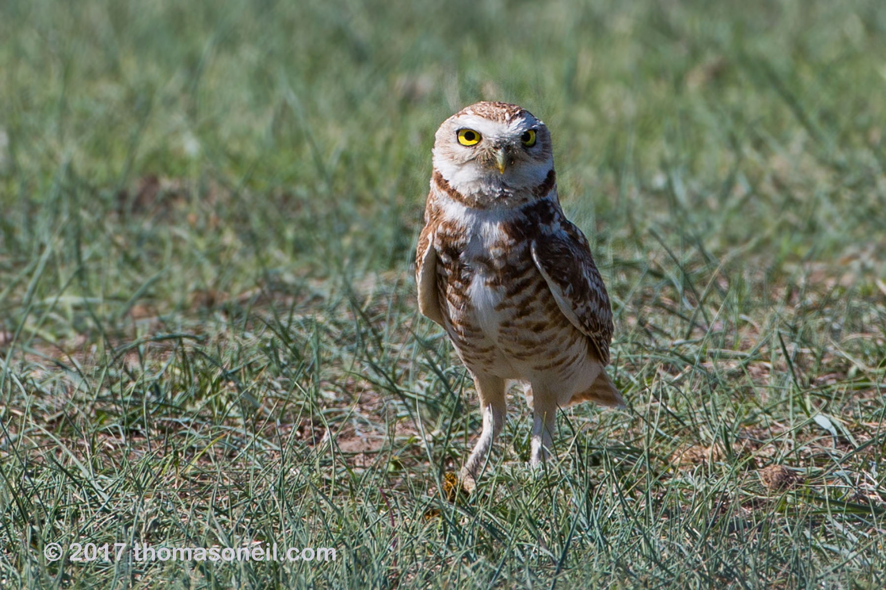 Burrowing owl south of Pierre.  Click for next photo.