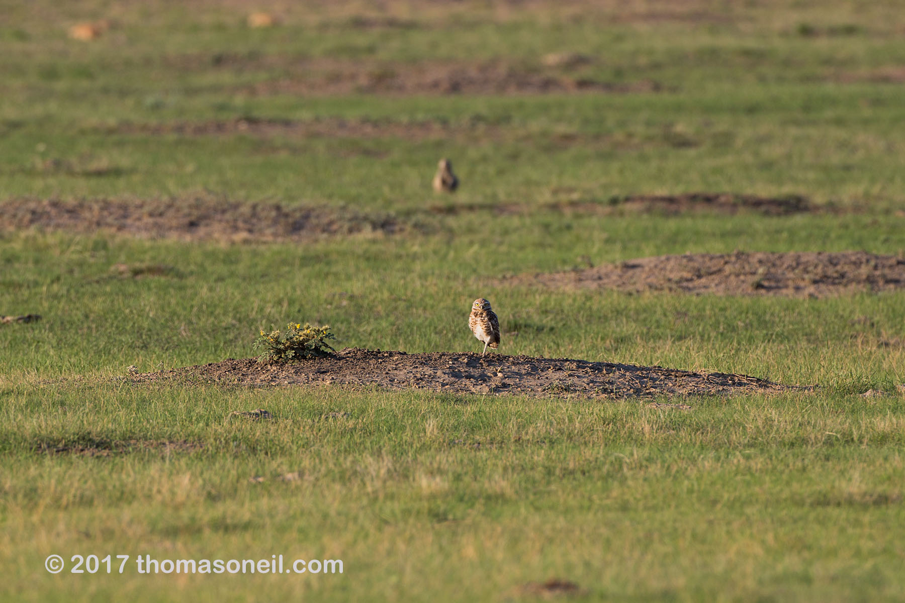 Burrowing owl east of Pierre, SD.  Click for next photo.