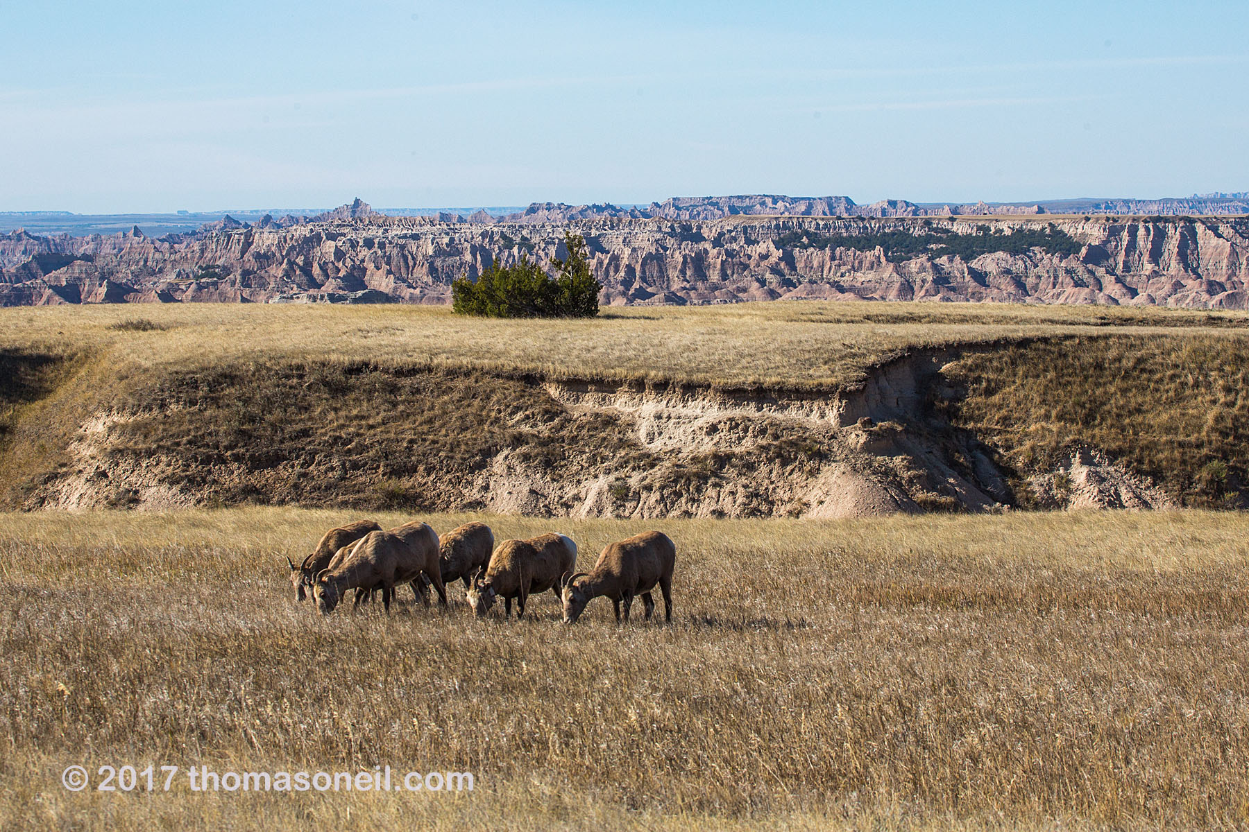 A flock of six bighorn ewes in the Badlands, South Dakota.  Click for next photo.