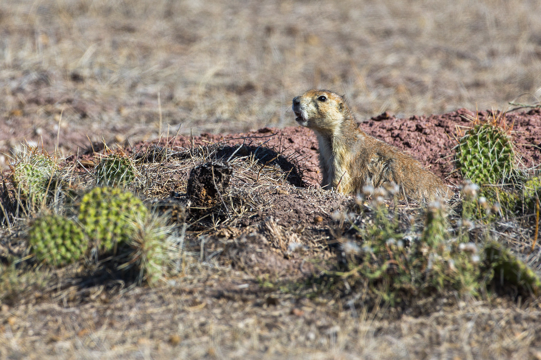 Prairie dog among the cacti in the Conata Basin, South Dakota.  Click for next photo.