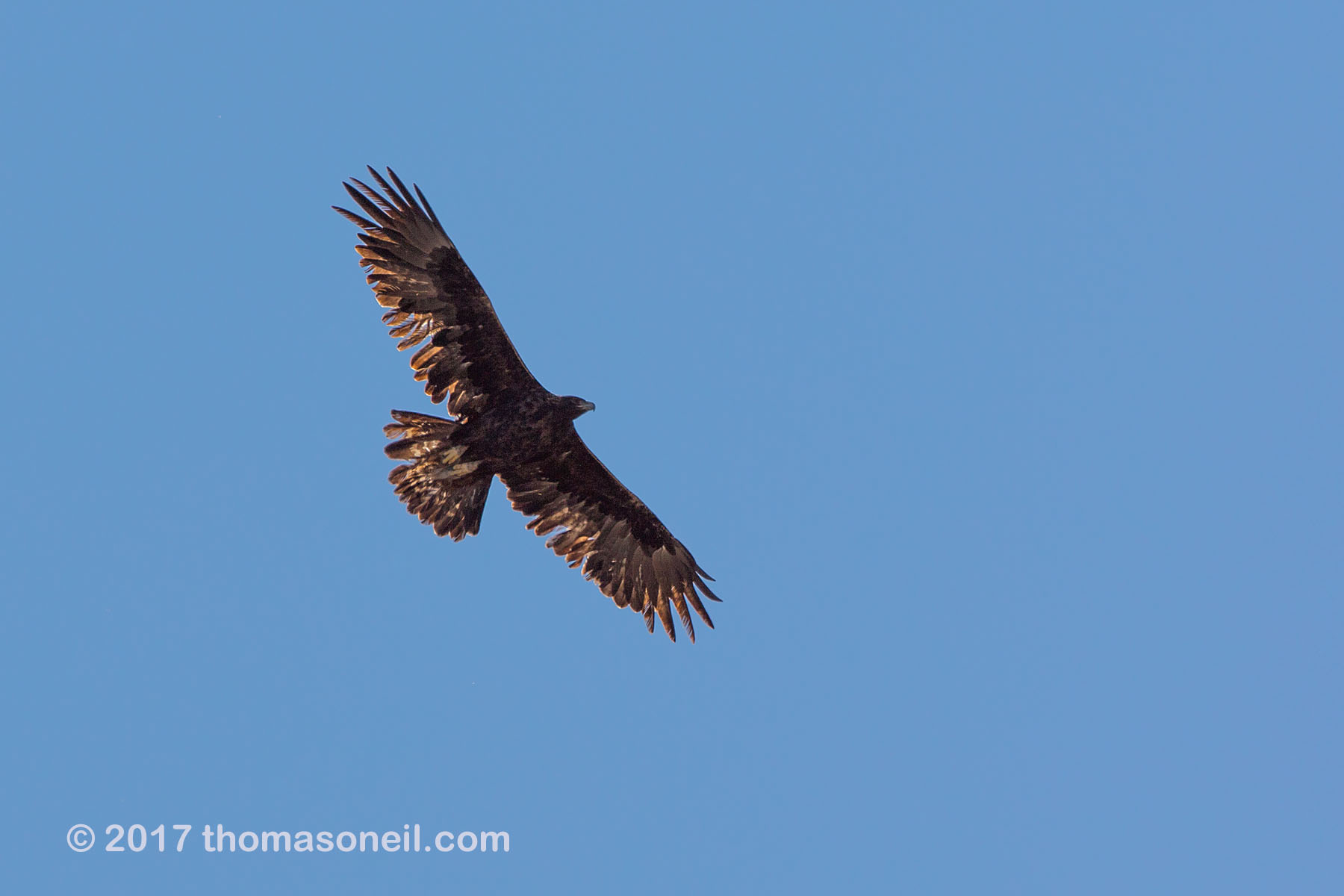Golden eagle soars above the Conata Basin, South Dakota.  Click for next photo.
