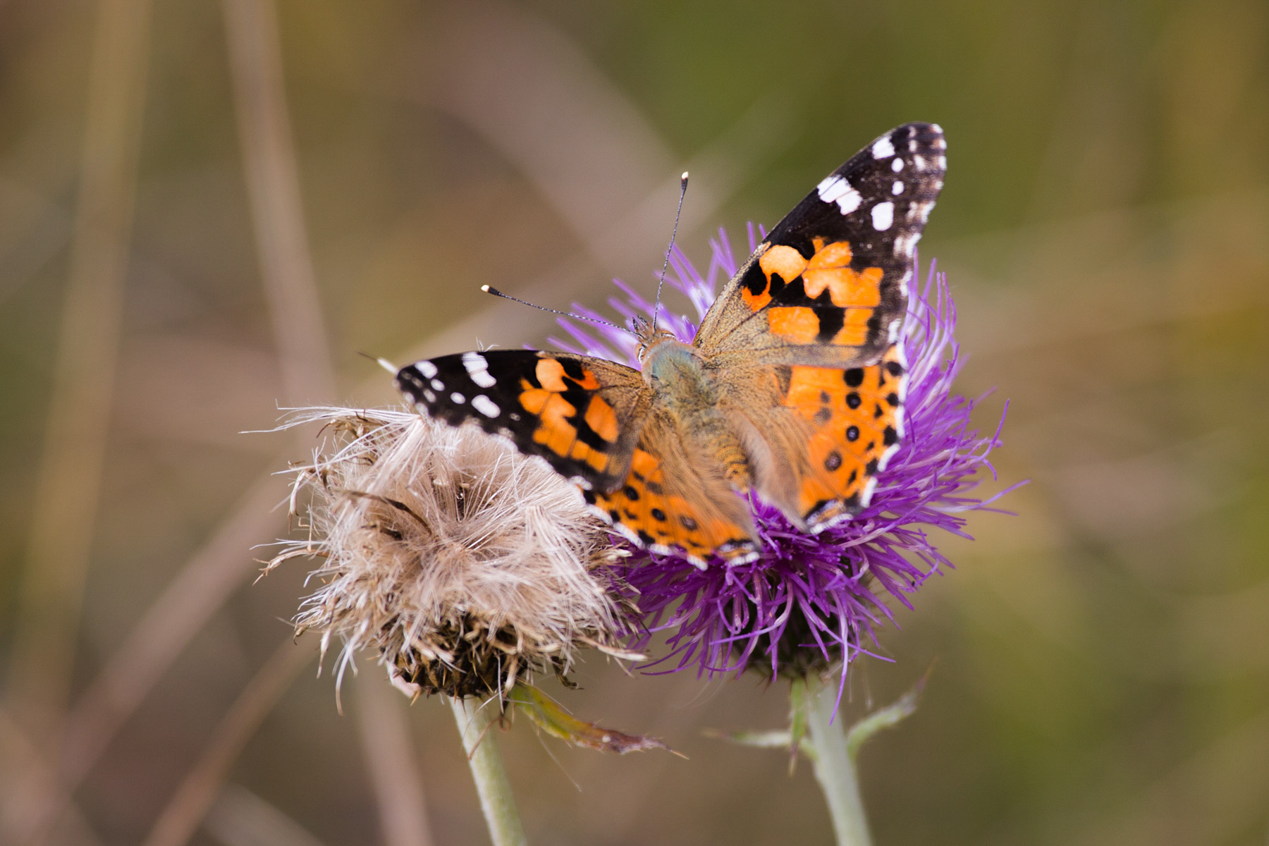 Butterfly, Custer State Park, South Dakota.  Click for next photo.