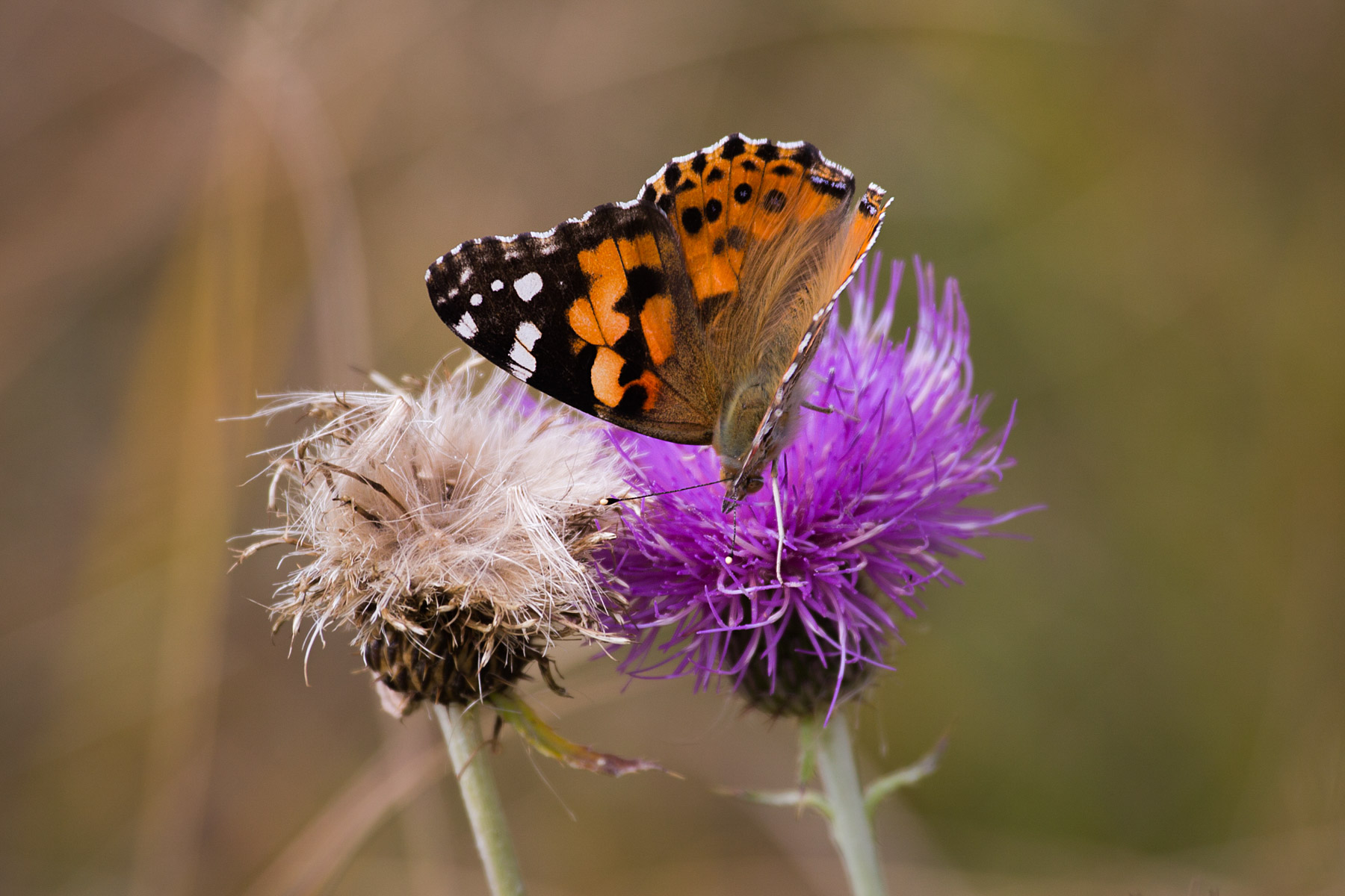 Butterfly, Custer State Park, South Dakota.  Click for next photo.