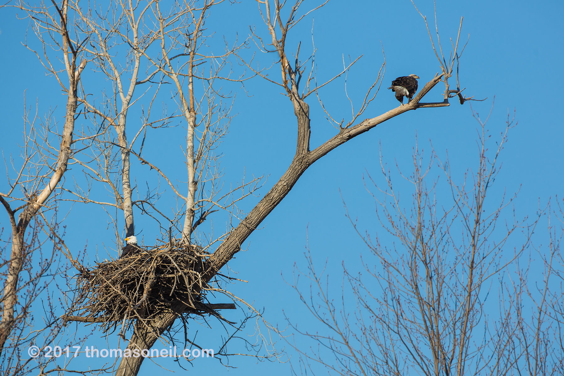 Bald Eagles at nest, Loess Bluffs National Wildlife Refuge, Missouri.  Click for next photo.