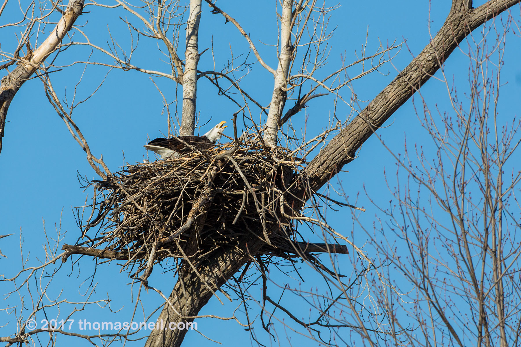 Bald Eagle vocalizing, Loess Bluffs National Wildlife Refuge, Missouri.  Click for next photo.