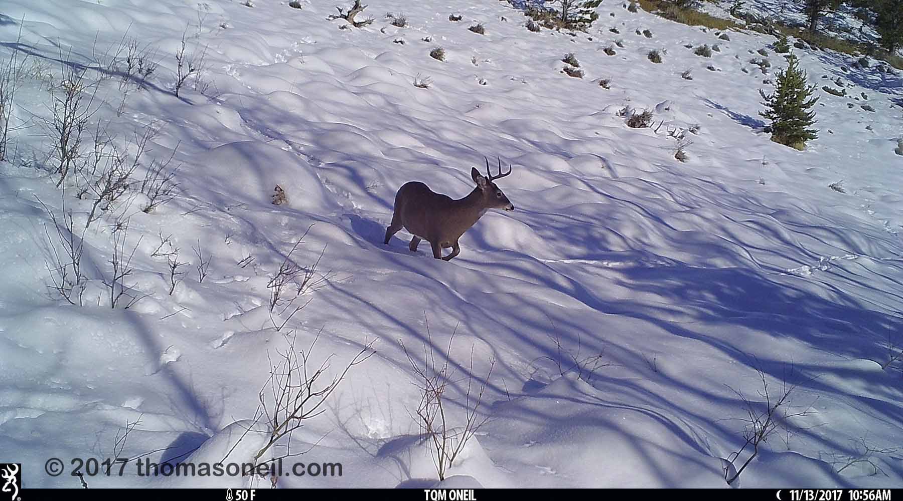 Deer with one antler  in the snow near Red Lodge, MT.  Click for next photo.