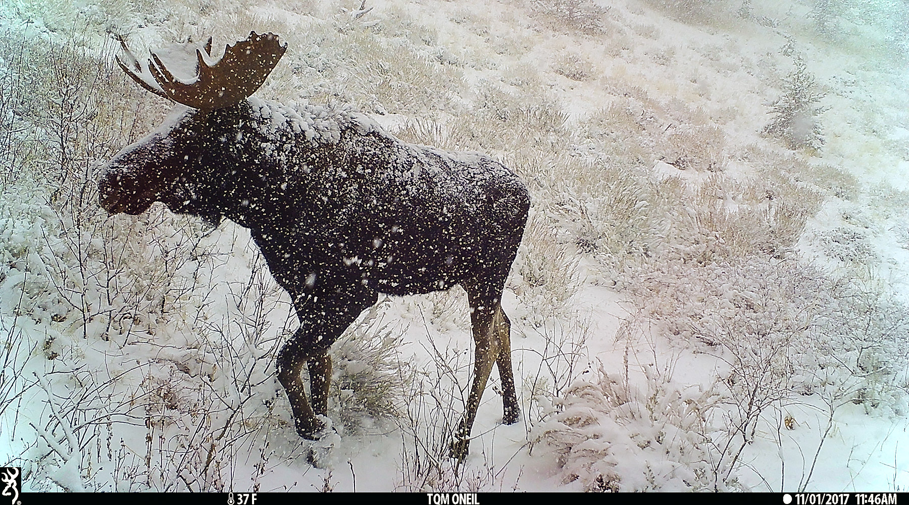 Moose near Red Lodge, MT.  Click for next photo.