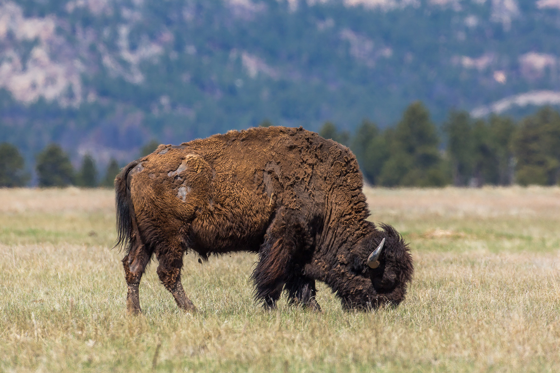 Bison in Wind Cave National Park.  Click for next photo.