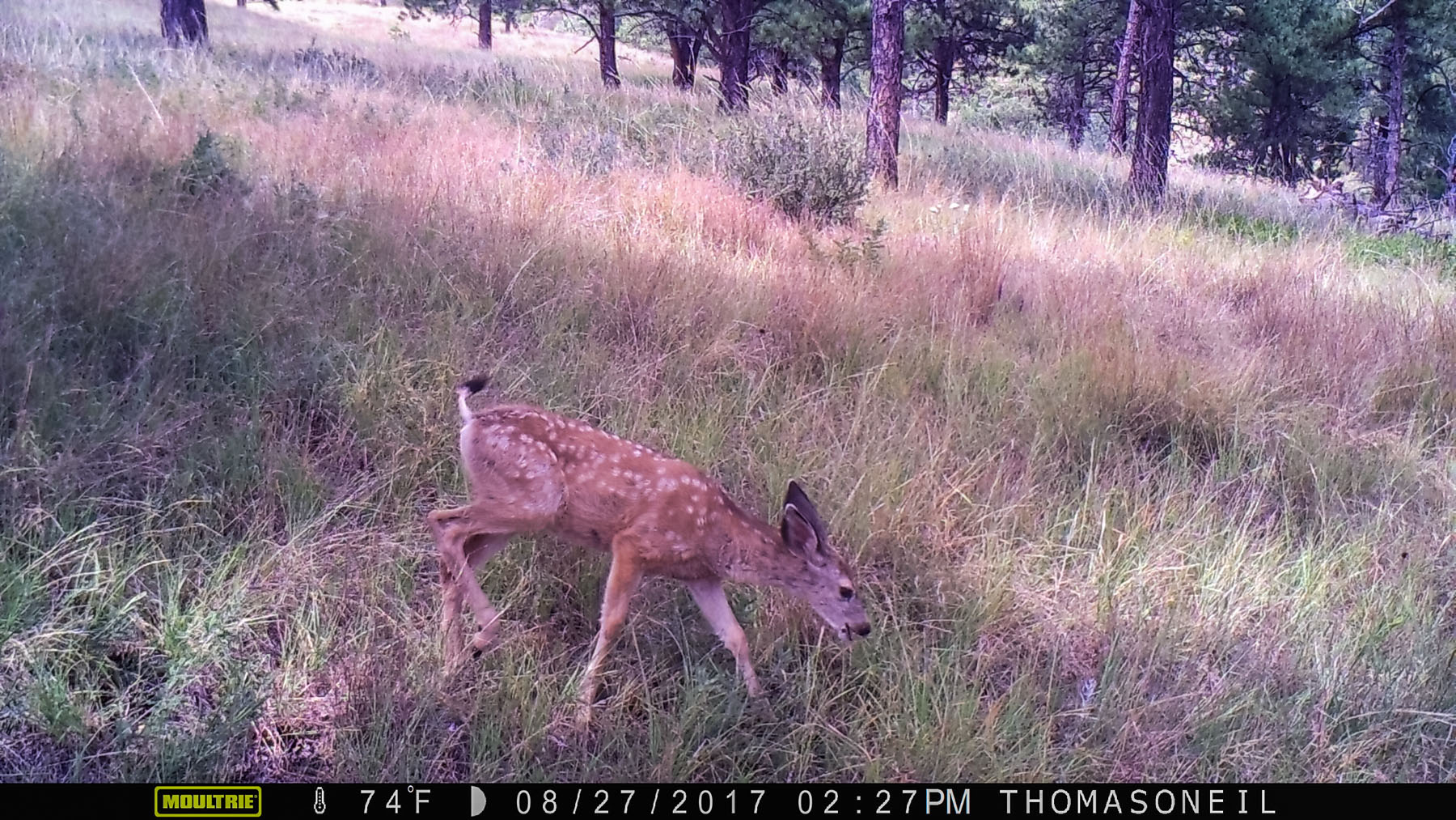 Deer fawn.  Click for next photo.