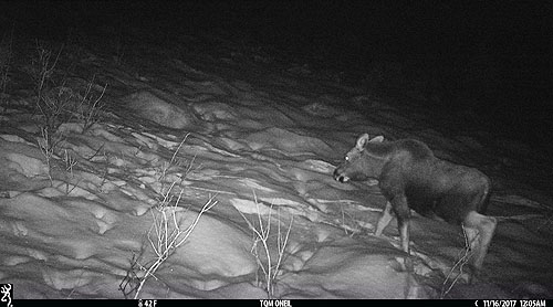 Young moose near Red Lodge, MT.