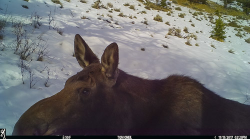 Moose near Red Lodge, MT.