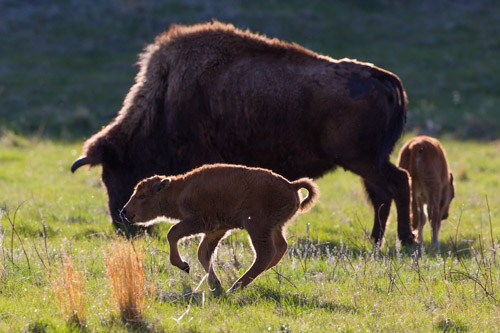 Bison baby in Custer State Park.