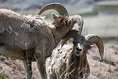 Badlands Bighorns