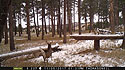 Custer State Park whitetail deer on trailcam.