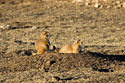 Prairie dogs in the Black Hills, South Dakota.