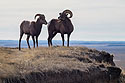 Bighorns in the Badlands, South Dakota.