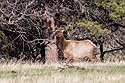 Elk in Custer State Park.  This was on a part of the Wildlife Loop near the airport where I had never seen an elk before.