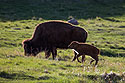 Bison baby in Custer State Park.
