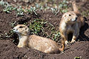 Prairie dogs in Wind Cave National Park.
