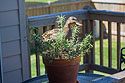 One of the weirder wildlife encounters I�ve had.  This duck seemed to be considering building a nest in the rosemary plant on my deck.