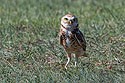 Burrowing owl south of Pierre.