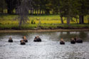 Bison swimming across the Yellowstone River, Yellowstone National Park.