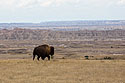 A solitary bison looking for a spot to graze along the rim above the Badlands, South Dakota.