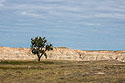 Lone tree in a prairie dog town, Conata Basin, South Dakota.