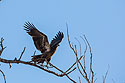 Juvenile Bald eagle, Loess Bluffs National Wildlife Refuge, Missouri.