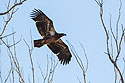 Juvenile Bald eagle, Loess Bluffs National Wildlife Refuge, Missouri.