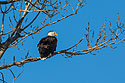 Bald Eagle, Loess Bluffs National Wildlife Refuge, Missouri.