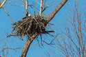 Bald Eagle in nest, Loess Bluffs National Wildlife Refuge, Missouri.