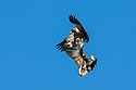 Eagles fight over bird wing, Loess Bluffs National Wildlife Refuge, Missouri.