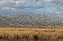 Snow geese, Loess Bluffs National Wildlife Refuge, Missouri.