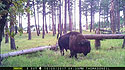 Custer State Park bison on trailcam, October 2017.  This trailcam was destroyed by fire at this location two months later.