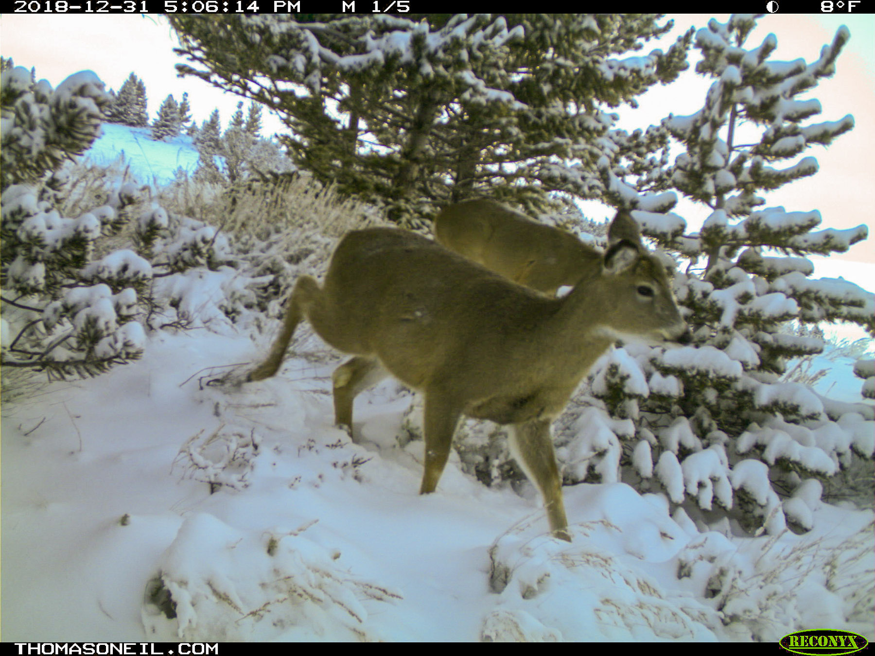 Deer, Luther, MT.  Click for next photo.