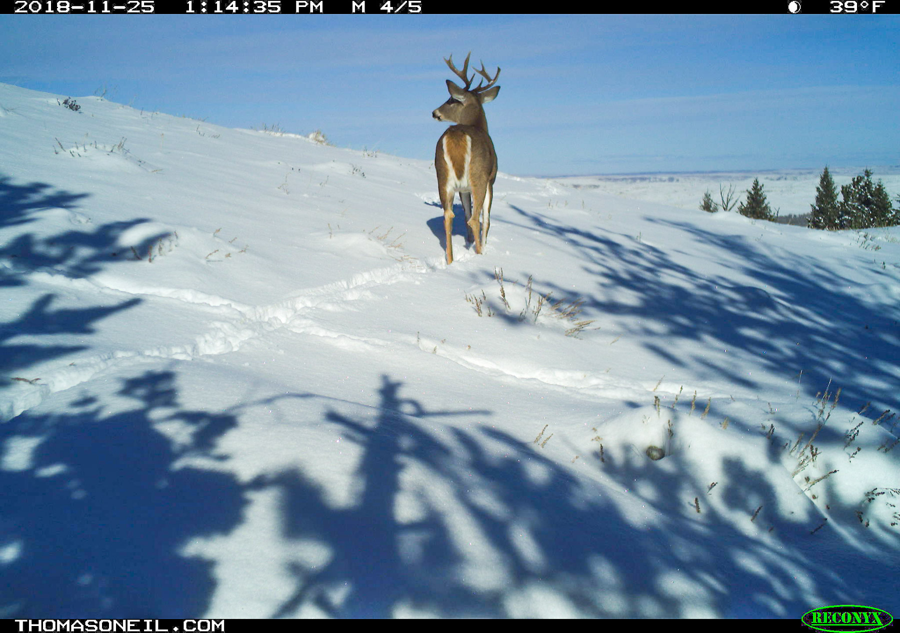 Deer, Luther, MT.  Click for next photo.