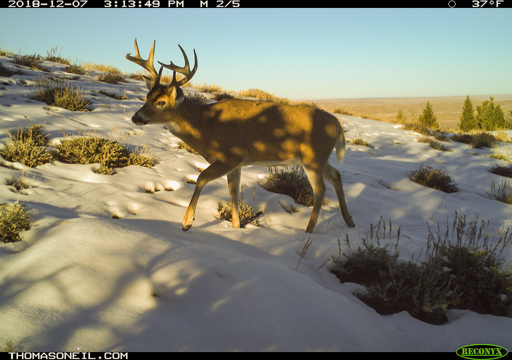 Deer, Luther, MT.  Click for next photo.