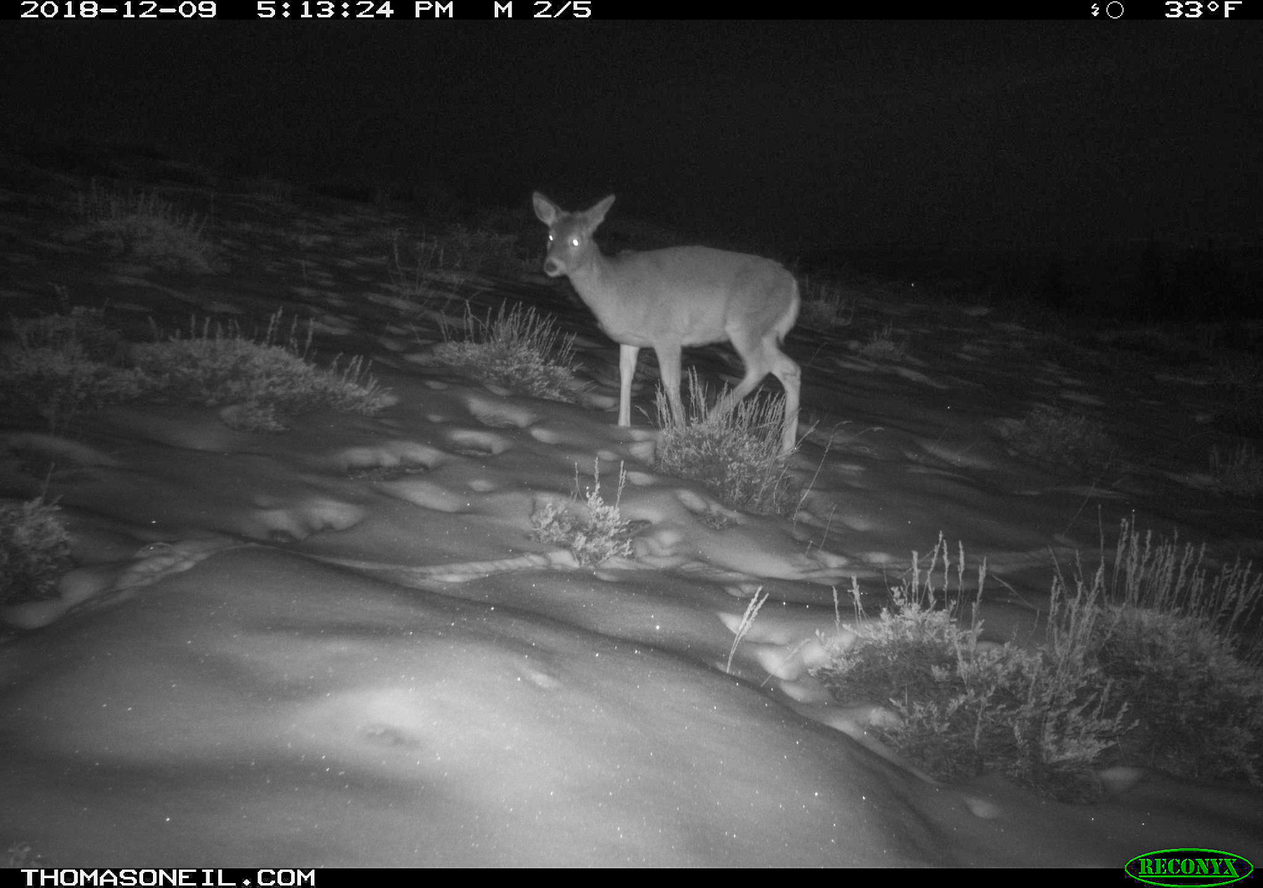 Deer, Luther, MT.  Click for next photo.