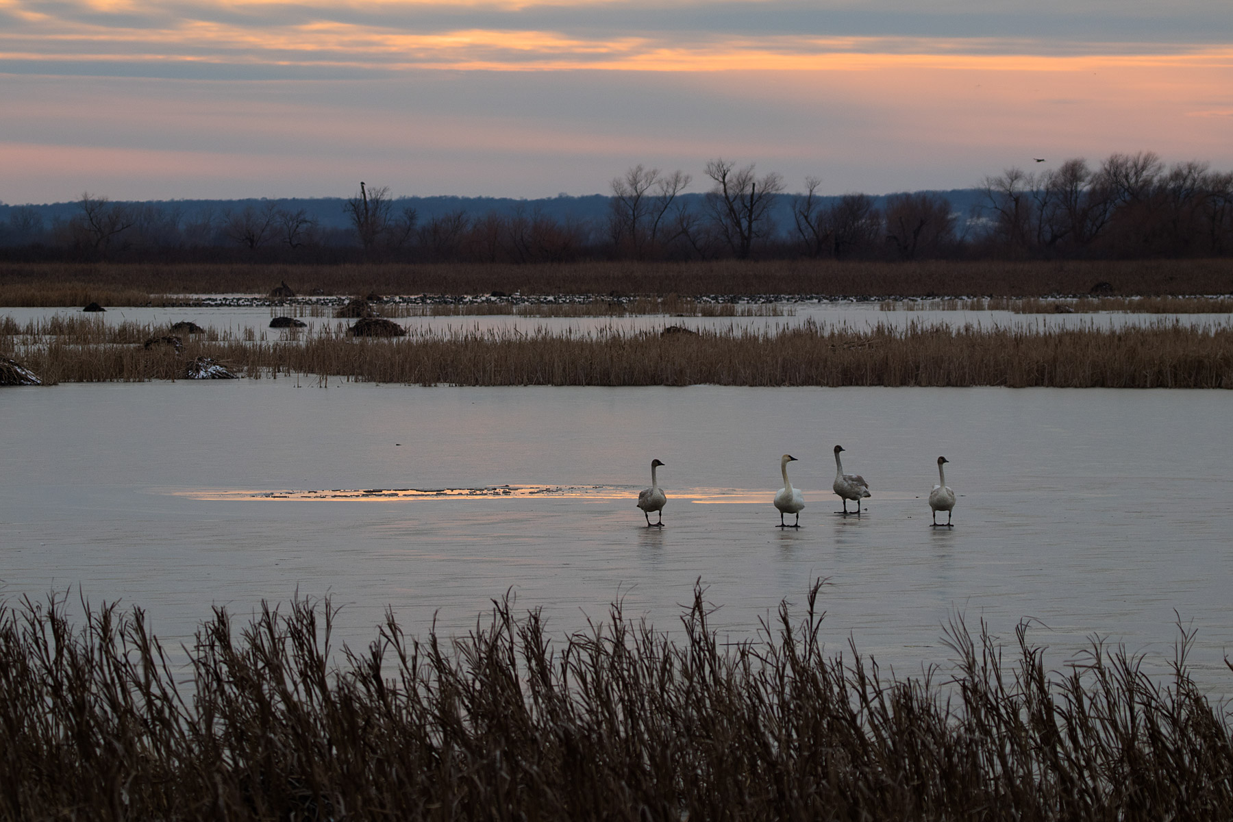 Trumpeter swans, Loess Bluffs National Wildlife Refuge, Missouri.  Click for next photo.