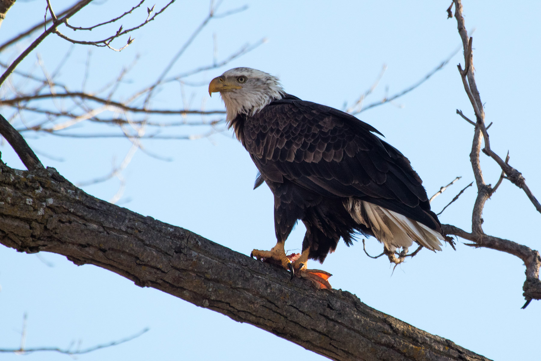 Bald eagle eating something, Loess Bluffs National Wildlife Refuge, Missouri.  If you look closely, you can see what looks like a duck foot.  Click for next photo.