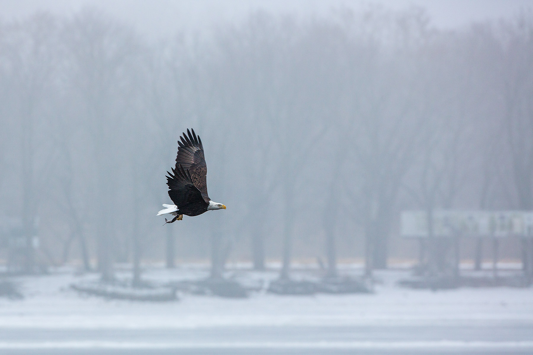 Bald eagle with a fish, Keokuk, Iowa.  Click for next photo.